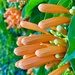 Orange trumpetvine (Pyrostegia venusta) by johnfalconer