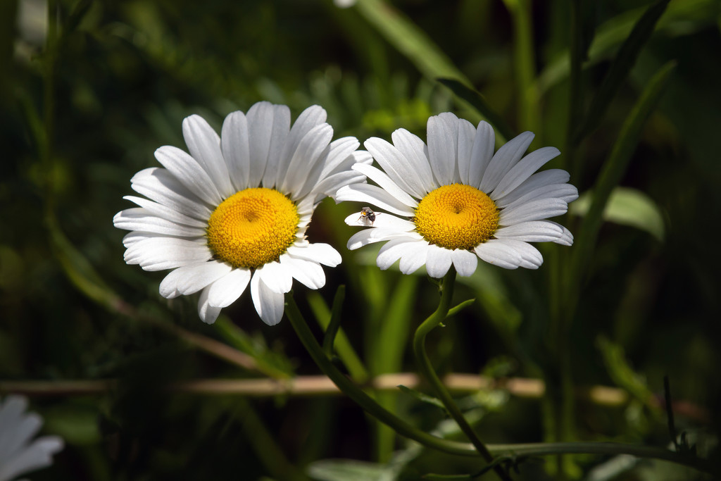 On the Daisies by farmreporter