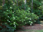 22nd Jun 2021 - The gardenia bushes...