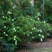 The gardenia bushes... by marlboromaam