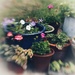 Pots and Plants by motherjane