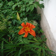 21st Jun 2021 - First Day Lily