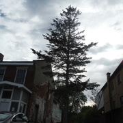 21st Jun 2021 - Tree on a Cloudy Day