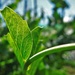 Pea leaf by etienne