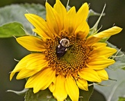 21st Jun 2021 - LHG-3588- first sunflower to open its head