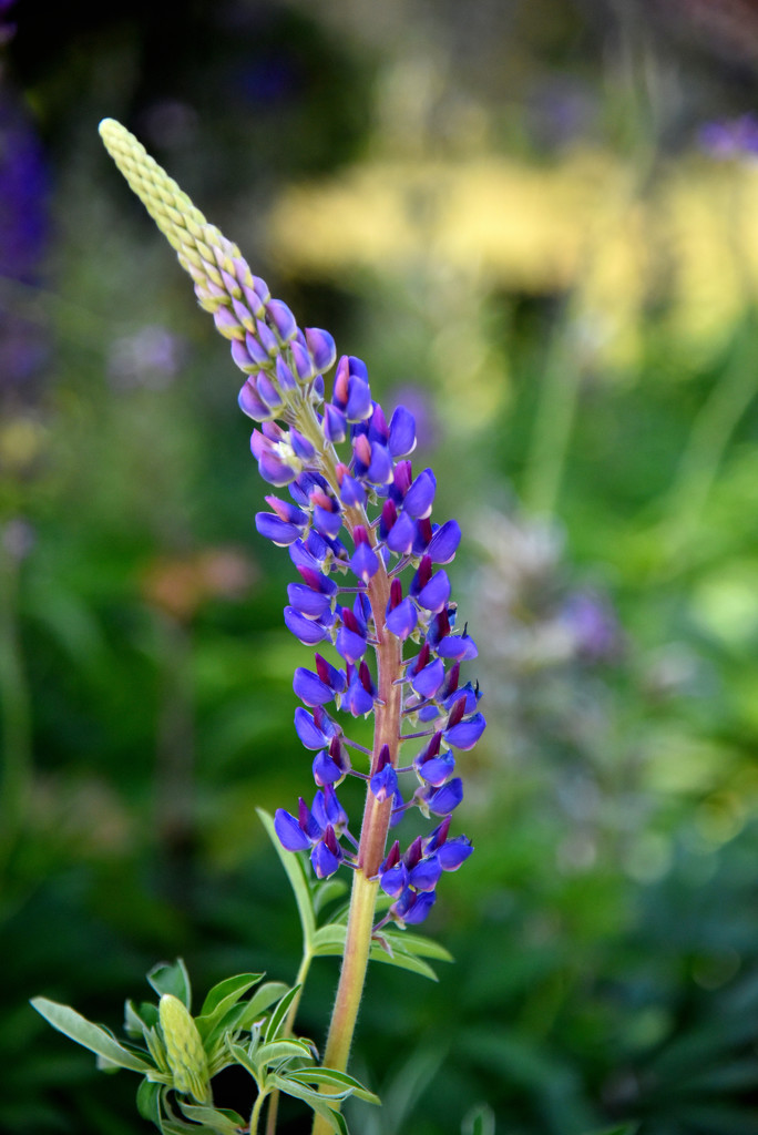 Lupine by dianen