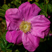 0618 - Sea Rose (Rosa rugosa) by bob65