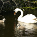 Swan Family by snoopybooboo