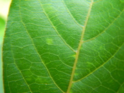 21st Jun 2021 - Green Leaf Closeup 
