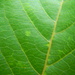Green Leaf Closeup  by sfeldphotos
