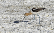 25th May 2021 - American Avocet Eating Her Shadow 