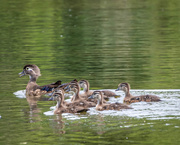 21st Jun 2021 - Wood Duck Family