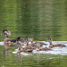 Wood Duck Family by marylandgirl58