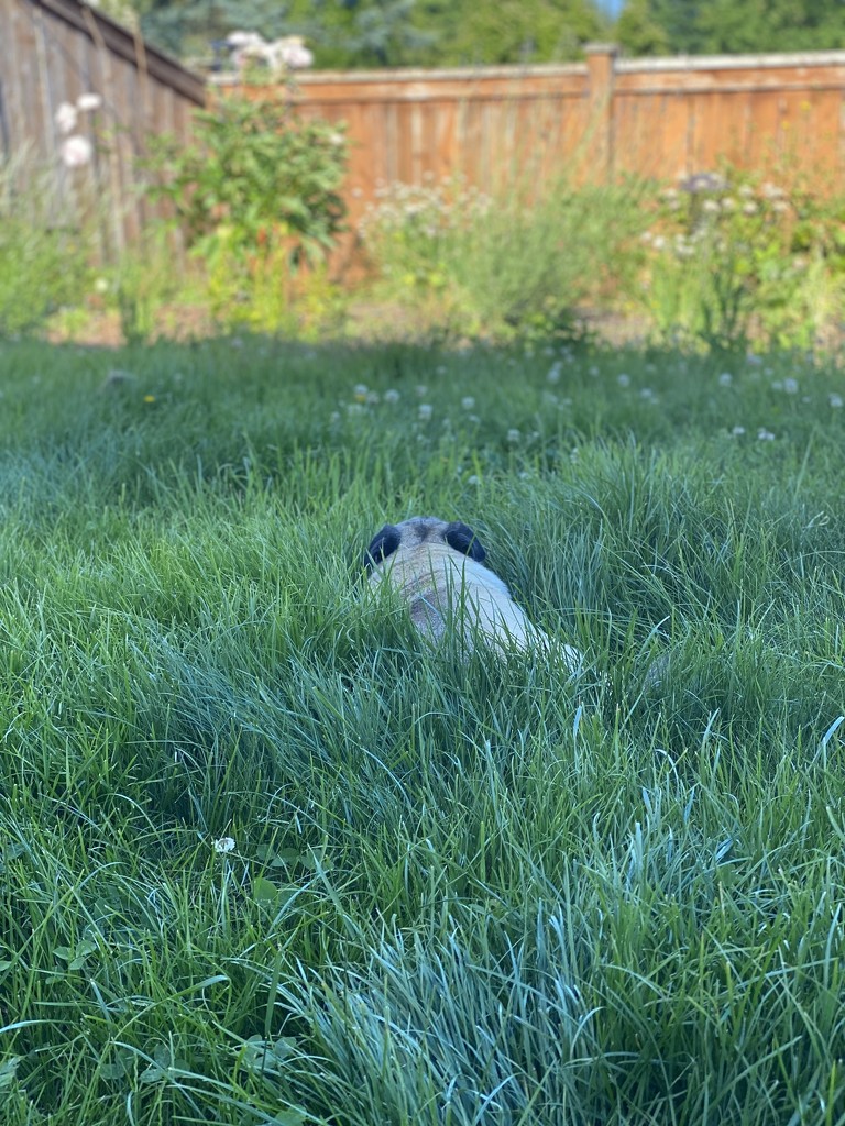 My Pug is lost in the grass by clay88