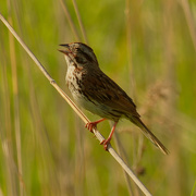 21st Jun 2021 - song sparrow 