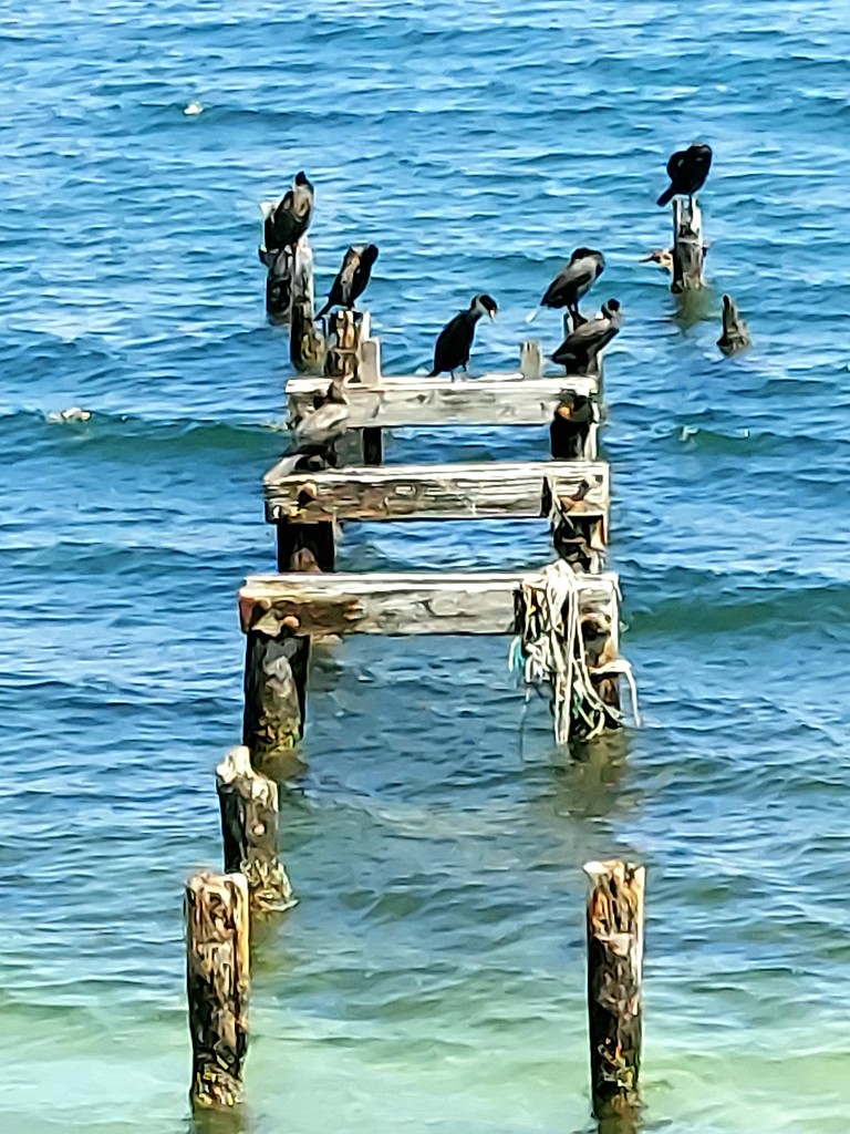 Cormorants by harbie