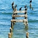 Cormorants by harbie