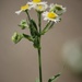 June 21: Daisy by daisymiller