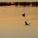 Sunset birds by flyrobin