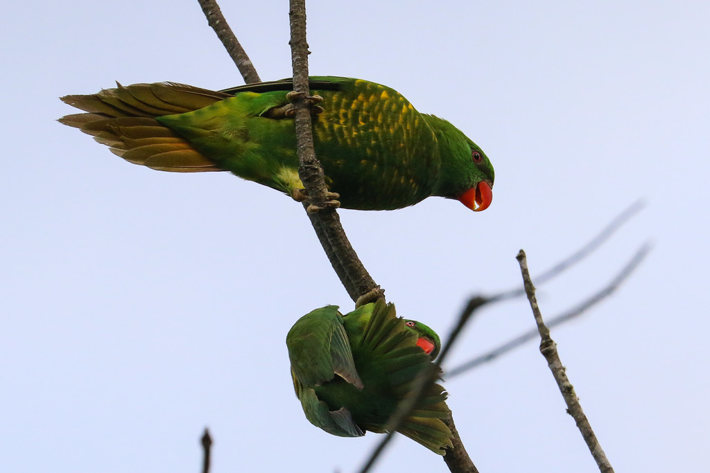 Scaly breasted lorikeets by flyrobin