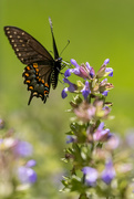 13th Jun 2021 - Black Swallowtail Butterfly