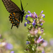 Black Swallowtail Butterfly by jyokota