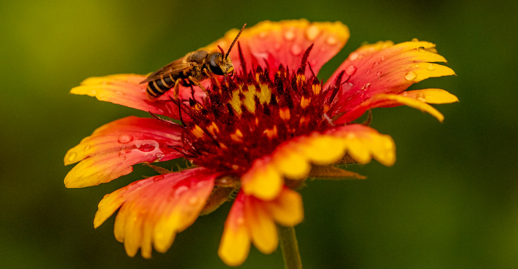 Bee on the Flower! by rickster549