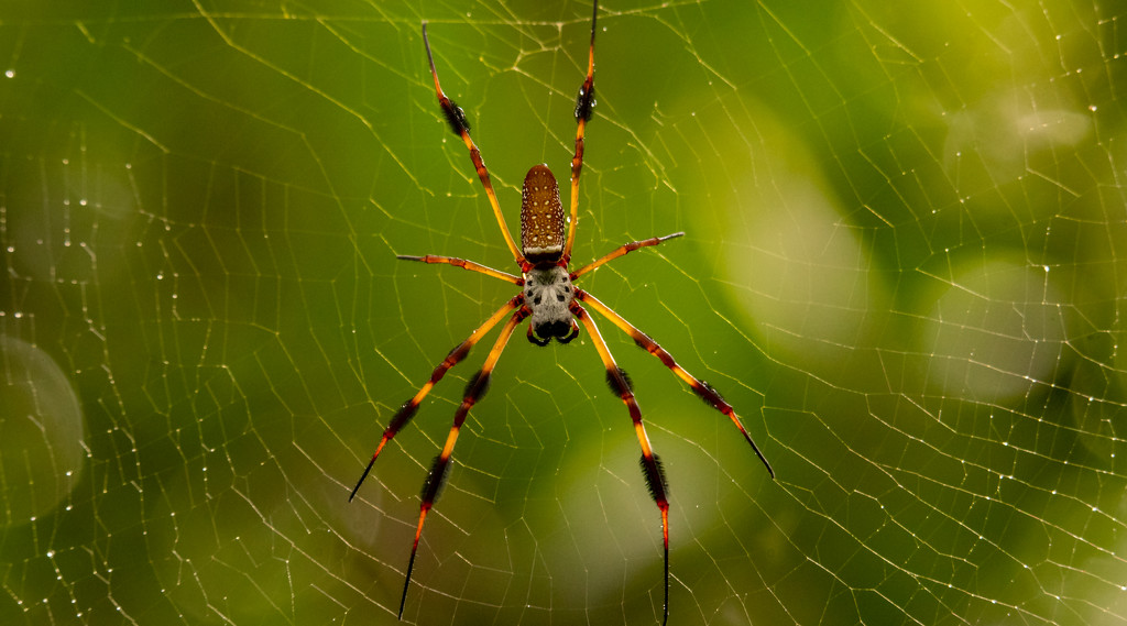 Golden Silk Orb-Weaver Spider! by rickster549
