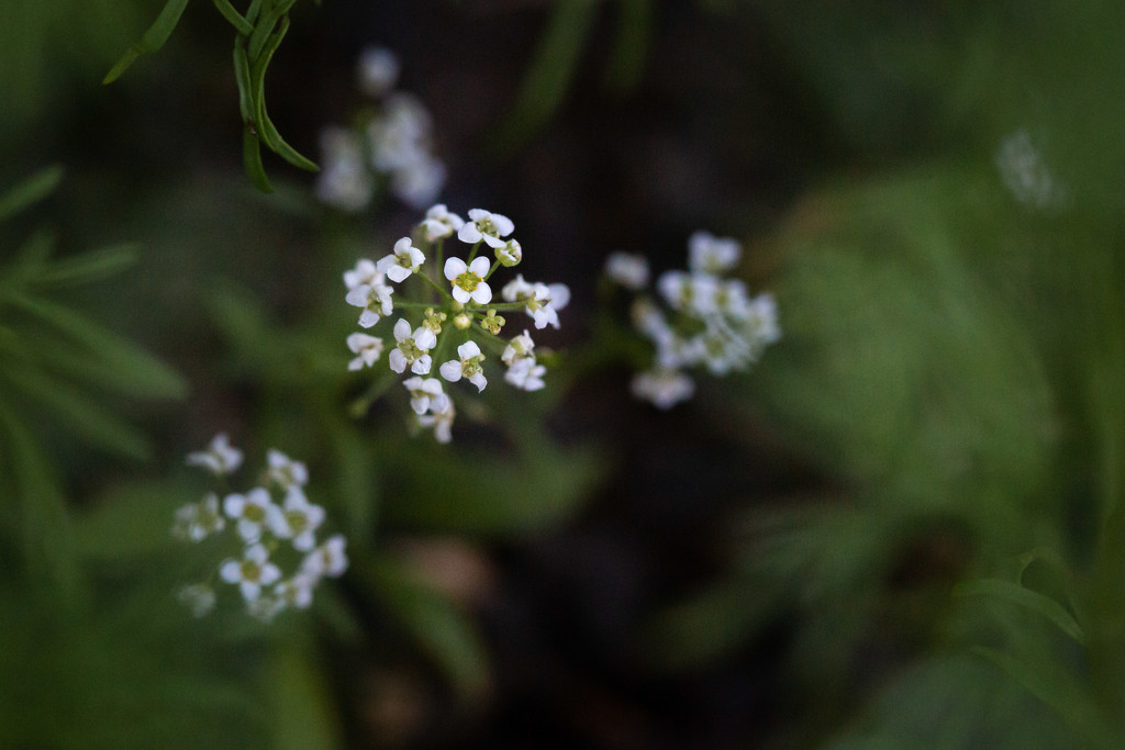 Wildflowers by tina_mac