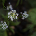 Wildflowers by tina_mac