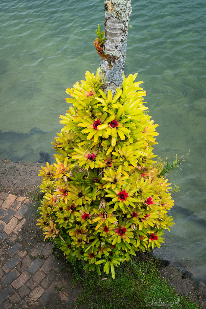 Bromeliad Tree by bella_ss