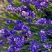 Lavender by gardenfolk