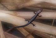 22nd Jun 2021 - Another Tiny Skink