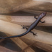 Another Tiny Skink by yorkshirekiwi