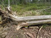 3rd May 2021 - Geocache under a fallen tree