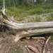 Geocache under a fallen tree by annelis