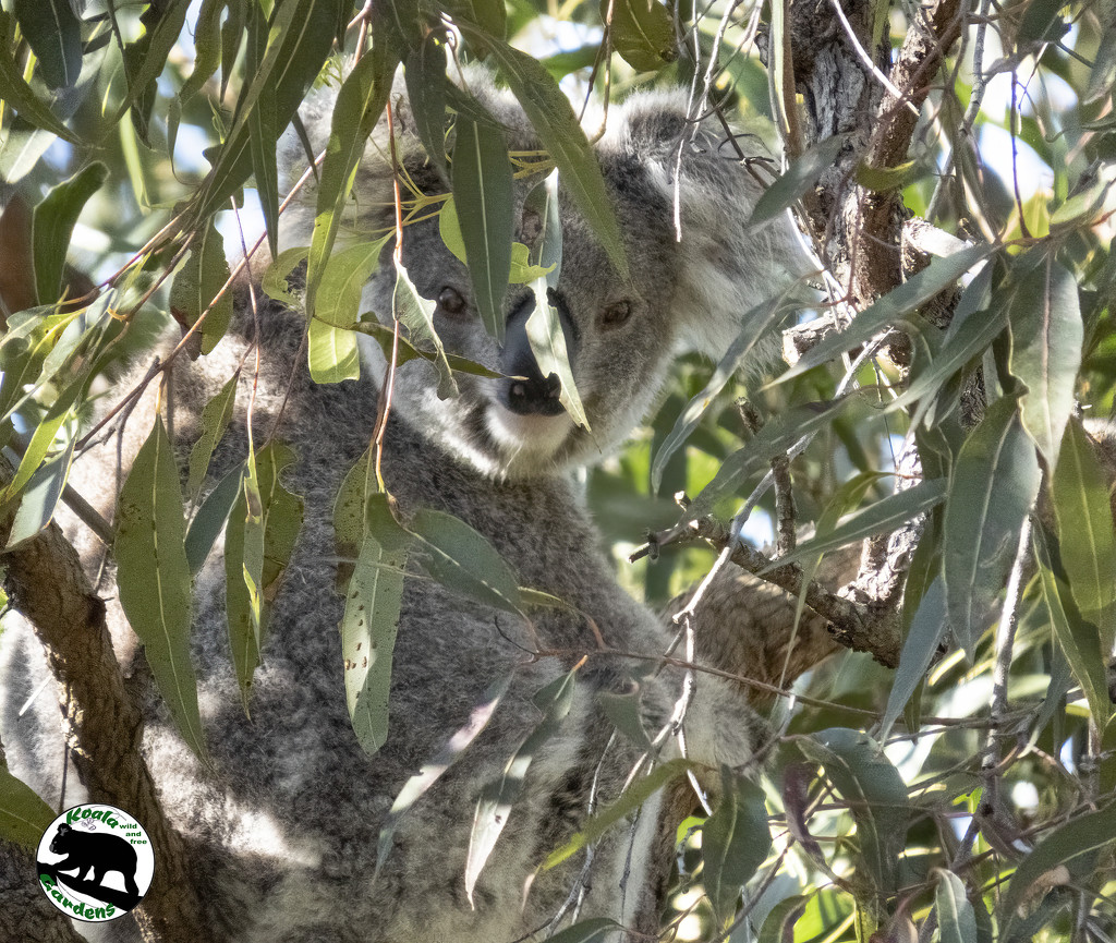 peeking through the leaves by koalagardens