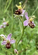 22nd Jun 2021 - Orchid time in North Bucks