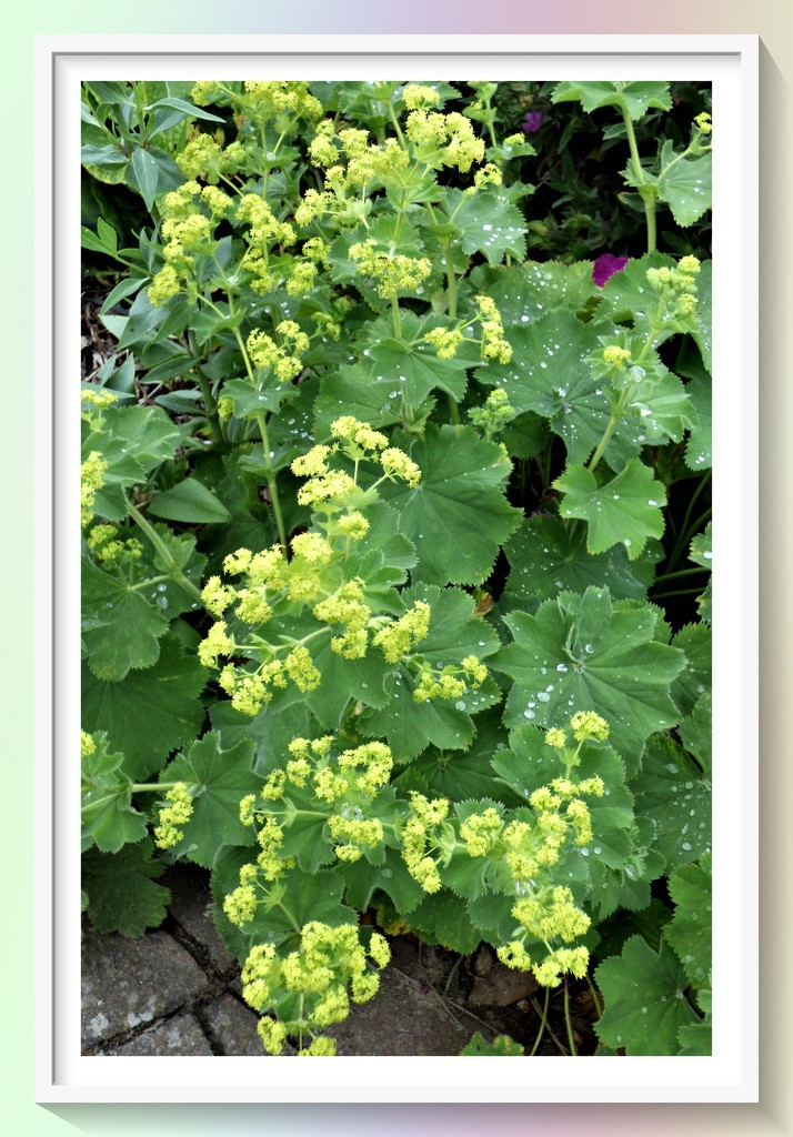 Lady's Mantle by beryl