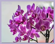 22nd Jun 2021 - Orchids