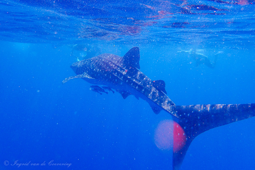 Whale Shark - from in the water by ingrid01