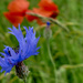 Flowers in the field by marijbar