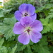 Summer geraniums by 365projectorgjoworboys