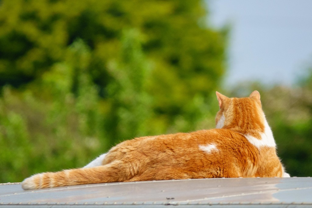 Cat on a hot tin roof !!!! by padlock