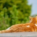 Cat on a hot tin roof !!!! by padlock