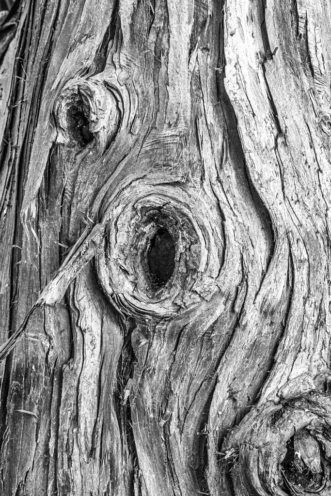 bark of cypress tree by jernst1779