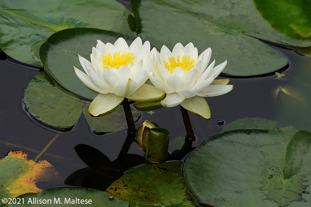 Water Lily Pair by falcon11