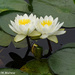 Water Lily Pair by falcon11