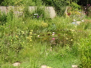 22nd Jun 2021 - Our Pond