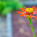 Zinnia Variations continued... by thewatersphotos